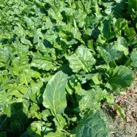 سبزی رامهرمز