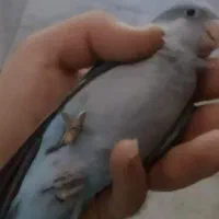 طوطی راهب سخنگو