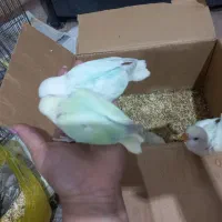 فروش جوجه کوتوله|پرنده|جهرم, |دیوار