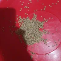 فروش عدس مرغوب ۱۲۰۰ کیلو