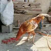 مرغ و خروس و جوجه|حیوانات مزرعه|زاهدان, |دیوار