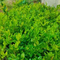 یاس هلندی سطل سه و نیم|گل و گیاه طبیعی|رودسر, |دیوار