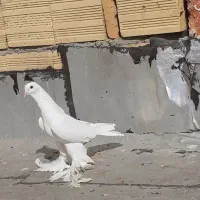 کبوتر آغ ایاخلی