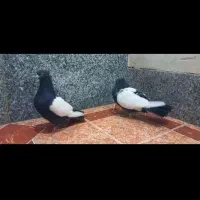 جفا کبوتر سینه سیاه جوان