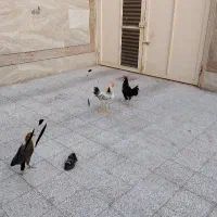 خروس