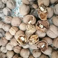 گردو تازه برای همدان