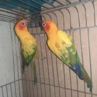 راهب خورشیدی ملنگو ردچیک