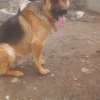 سگ ژرمن اصیل|سگ|شیروان (خراسان), |دیوار