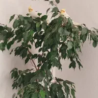 عروس هلندی