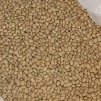 لوبیا جیرفتی