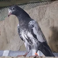 پاکستانی کبوتر دو رقمی هوش قوی با گارانتی|پرنده|فشم, |دیوار