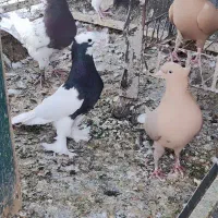 کبوتر طوقی سیاه و زرد دم سفید ماده