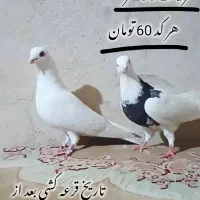 قرعه کشی کفتر یک جفت