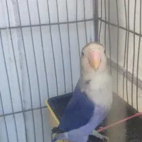 جفت کوتوله برزیلی