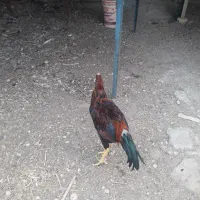 خروس|حیوانات مزرعه|بندرعباس, |دیوار
