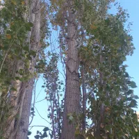 خریدچوب چنارگردوضایعات وغیره توافقی|خدمات باغبانی و درختکاری|سنندج, |دیوار