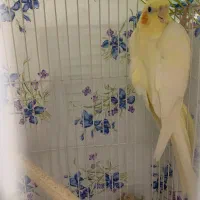 عروس هلندی