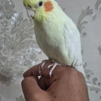 عروس هلندی|پرنده|تهران, پرستار|دیوار