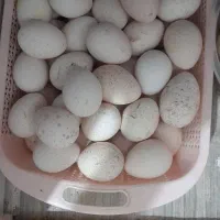 تخم بوقلمون بوربون و برنز|حیوانات مزرعه|باوی, |دیوار