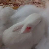 خرگوش نر  واگذار میشود