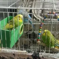 مرغ عشق