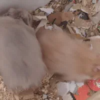 همستر|موش و خرگوش|شیروان (خراسان), |دیوار