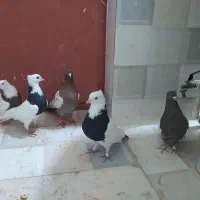 کفتر بوم جوانه تاب در آمده|پرنده|مشهد, شهید رضوی|دیوار