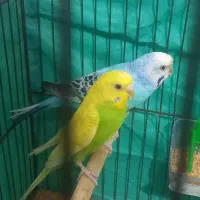 یک جفت مرغ عشق اسپانگل درحال لونه گرم کردن سالم