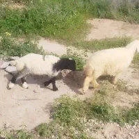 نر و ماده بره