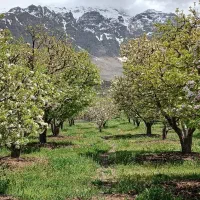 فروش-باغ-ثمری