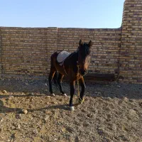 اسب|اسب و تجهیزات اسب‌سواری|تایباد, |دیوار