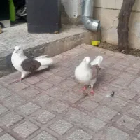 کبوتر پشت دار