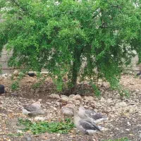 غاز نر و ماده