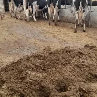 گاو شیری و گوساله