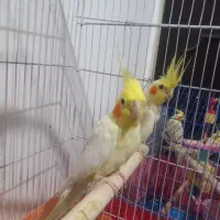 عروس هلندی مولد|پرنده|اراک, |دیوار