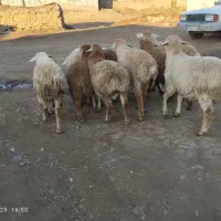 ۱۰راس بره نر دامازدق اوتاق|حیوانات مزرعه|دره رود, |دیوار