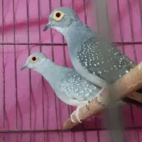 جفت کبوتر اهلی و آرام