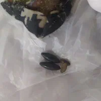 باسلام مهره اصل قدیمی به شرط