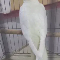 عروس هلندی نر