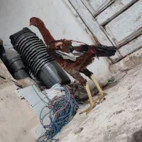 جوجه خروس لاری اص