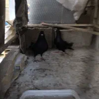 فروش کبوتر مشکی شیرین پر