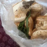 قارچ کوهی تازه