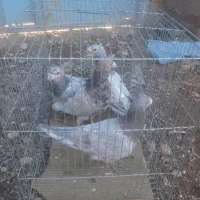 چهارتاکبوترخوشکل گردن کلفت وبپر