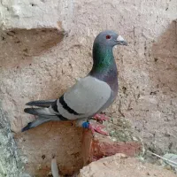 کبوتر پلاکی