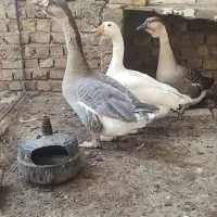 غاز سفید ماده به همراه دوتا غوغاز|حیوانات مزرعه|قزوین, |دیوار