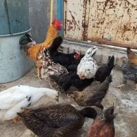 مرغ وخروس محلی