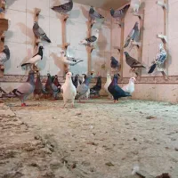 دسته بیرونی عجل|پرنده|شیراز, مهدی‌آباد|دیوار