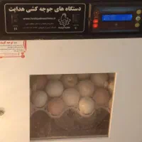 دستگاه جوجه کشی هدایت