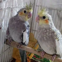 جفت عروس هلندی وجوجهاش