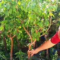 درخت نهال میوه اصلاح شده|گل و گیاه طبیعی|چهاردانگه (تهران), |دیوار